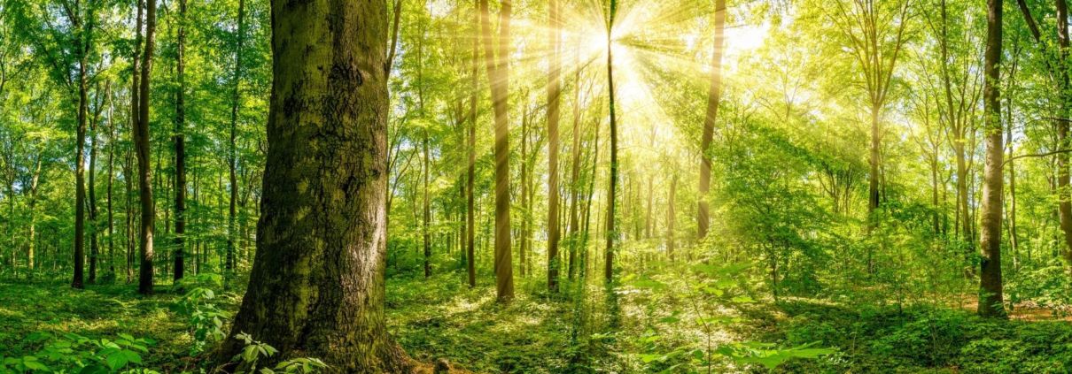 Forest Bathing vs. Beach Bathing