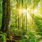 Forest Bathing vs. Beach Bathing