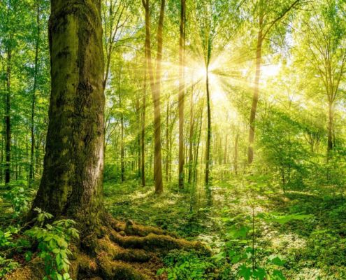 Forest Bathing vs. Beach Bathing