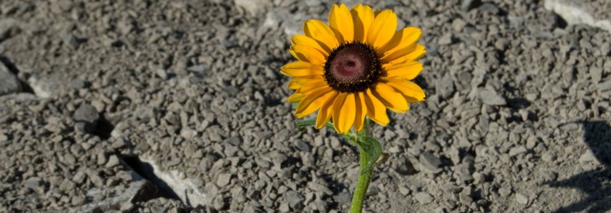 Resilience, Grit & Optimism