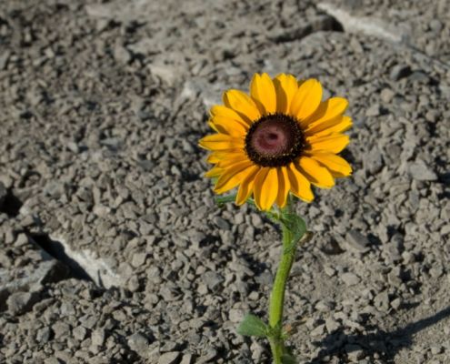 Resilience, Grit & Optimism