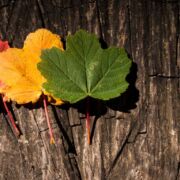 Tactics to help in periods of transition